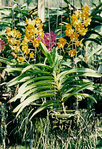 Orchideen auf einer Orchideen-Farm bei Chiang Mai, Nord-Thailand  (26.2 K)